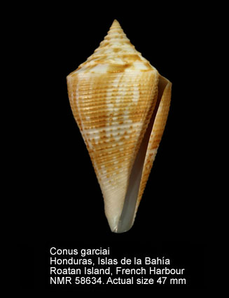 Conus garciai.jpg - Conus garciaiMotta,1982